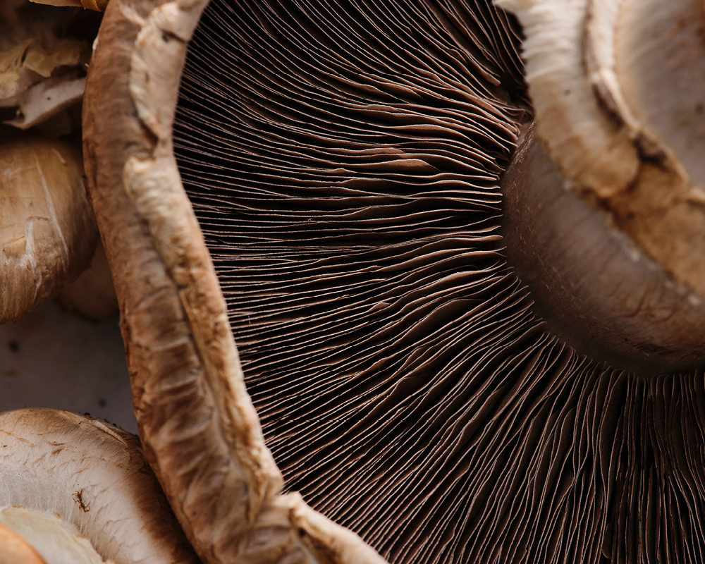 Portobello Mushrooms