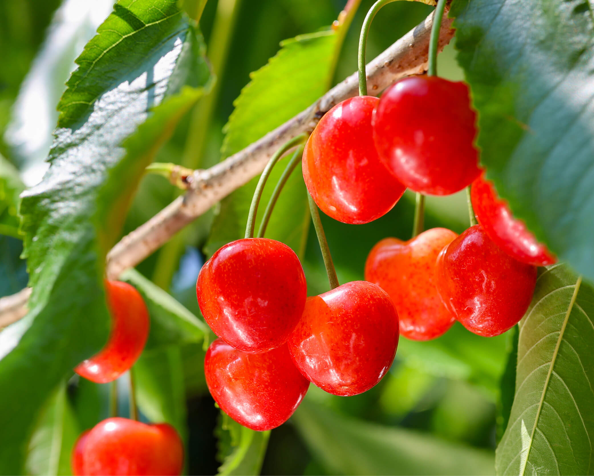 cherries on tree