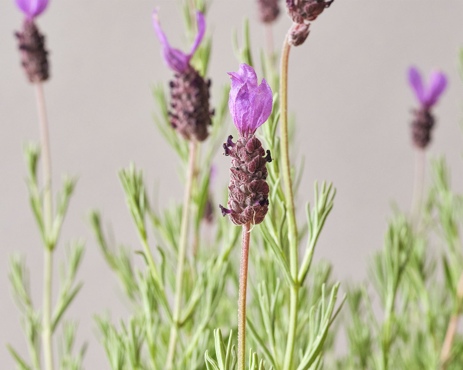 Close up image of Big Time Blue lavender on a grey background.