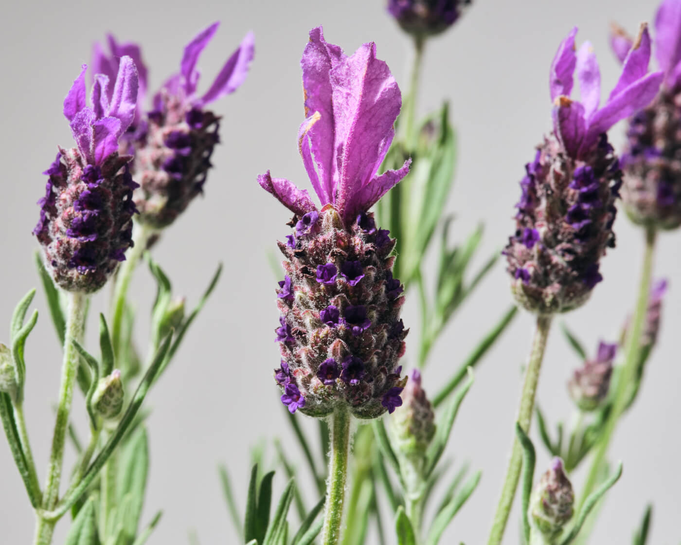  Lavender 101
