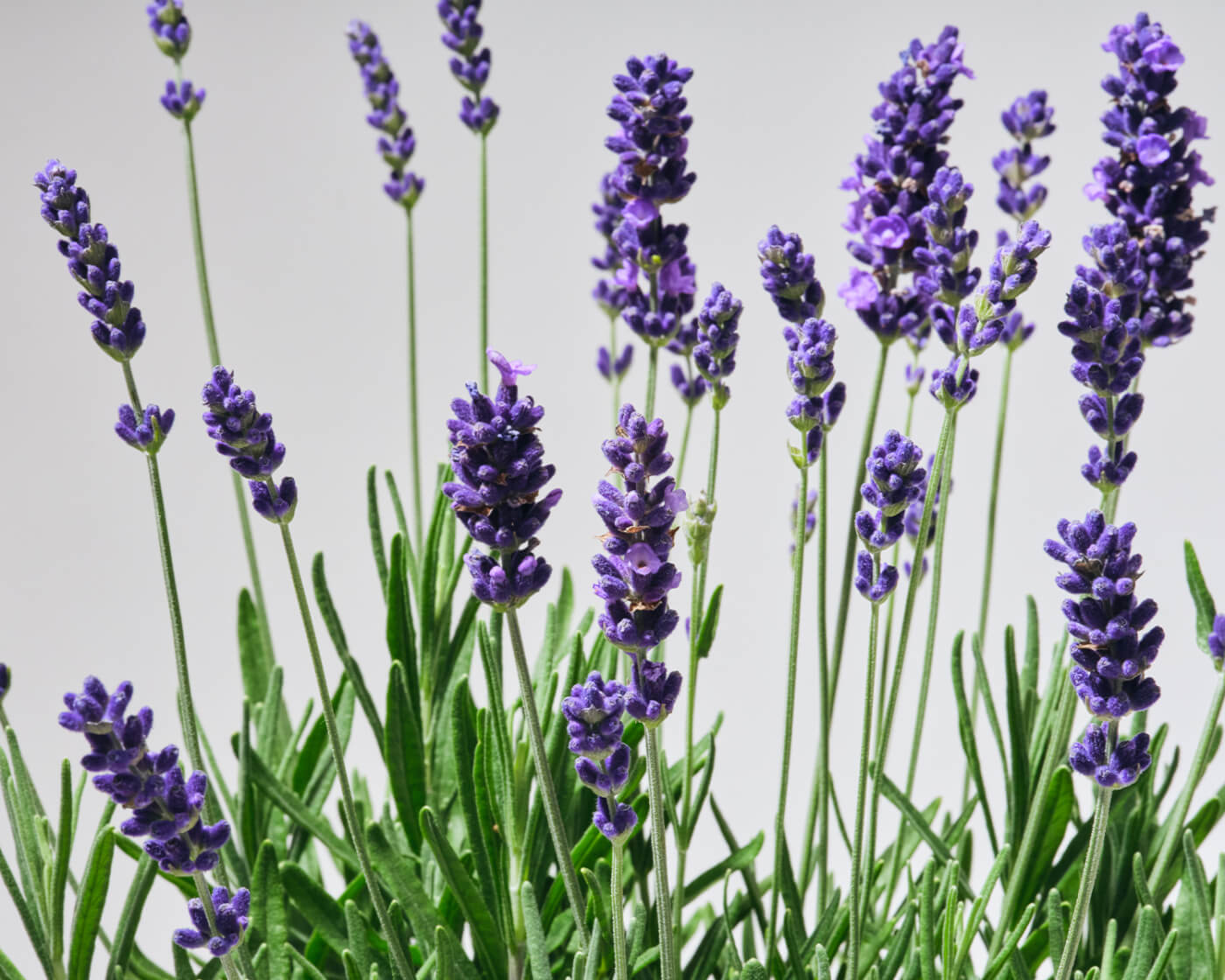 Close up image of Hidcote lavender on a grey background.