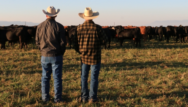 our partners two ranchers looking at the herd of cattle