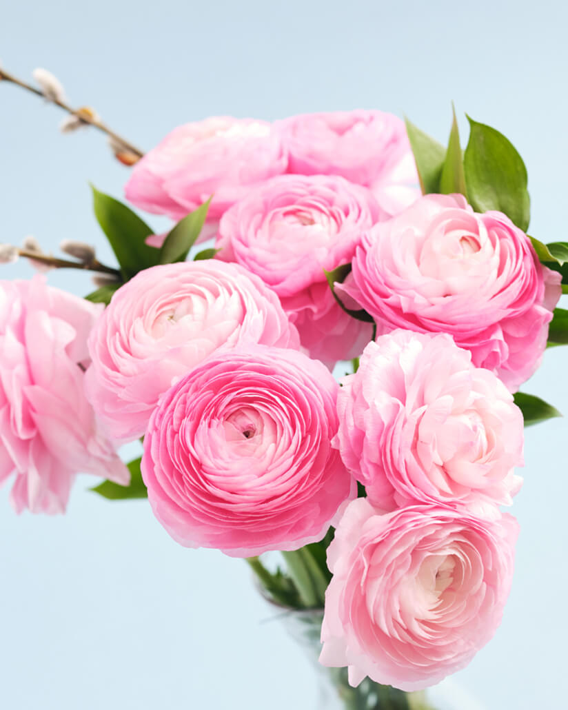 pink ranunculus