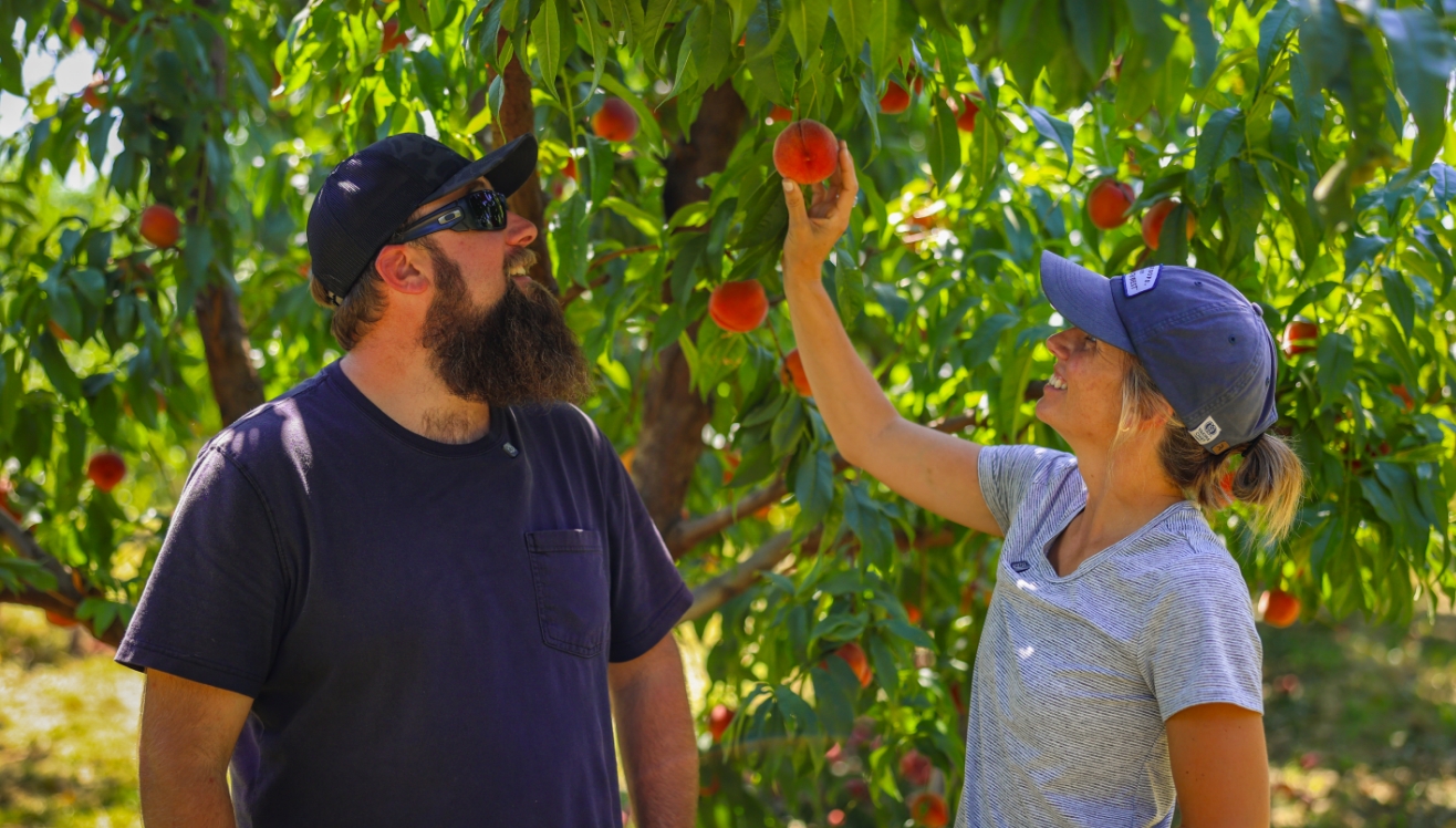 Woman grabbing a hanging peach from a peach tree with a man also looking at the hanging peach.