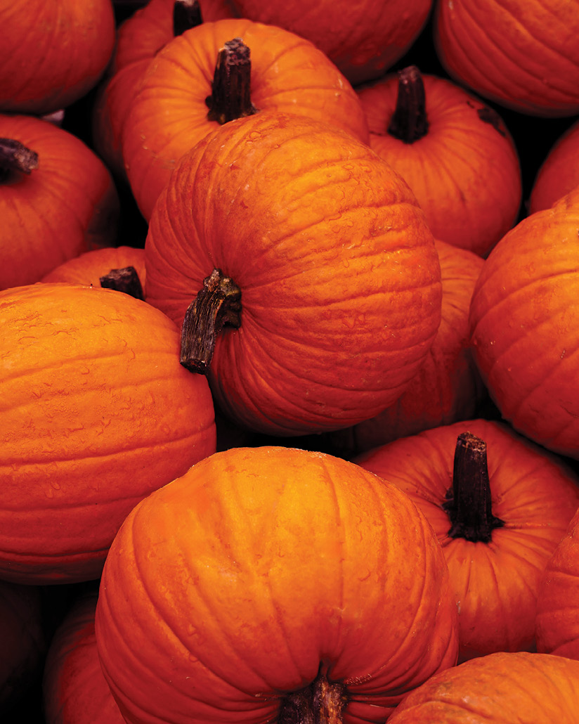 Pumpkin Patch 