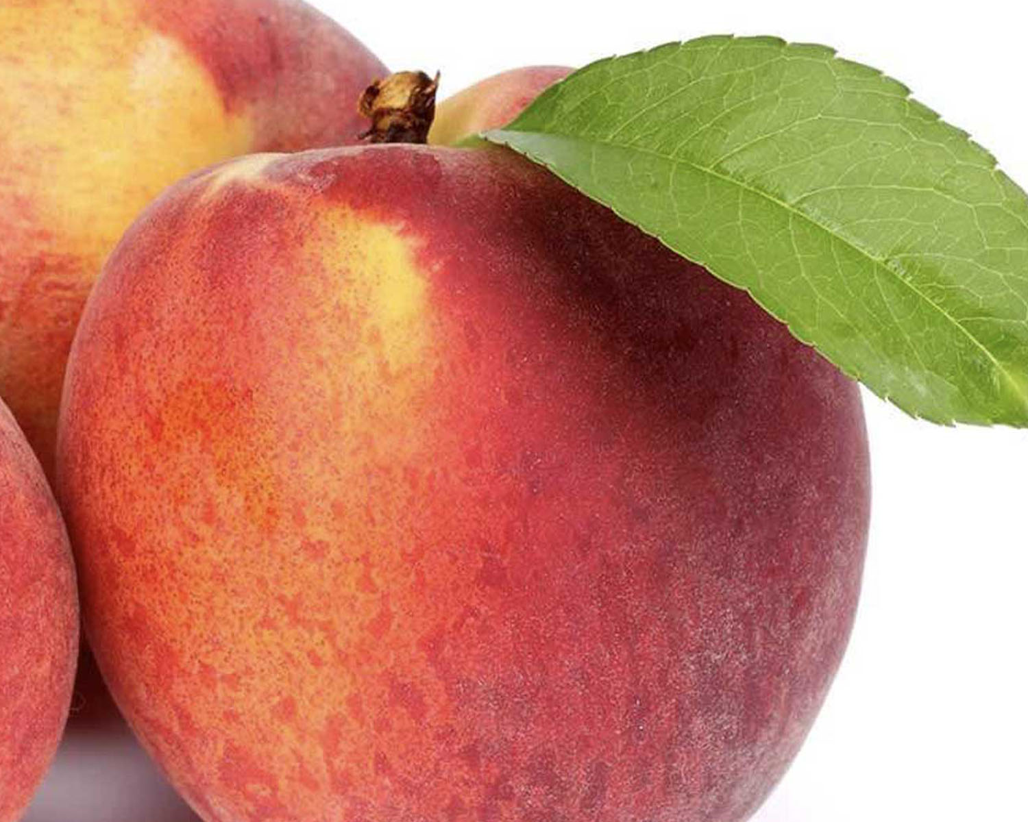 Close up image of a peach with a stem and a leaf on a white background.