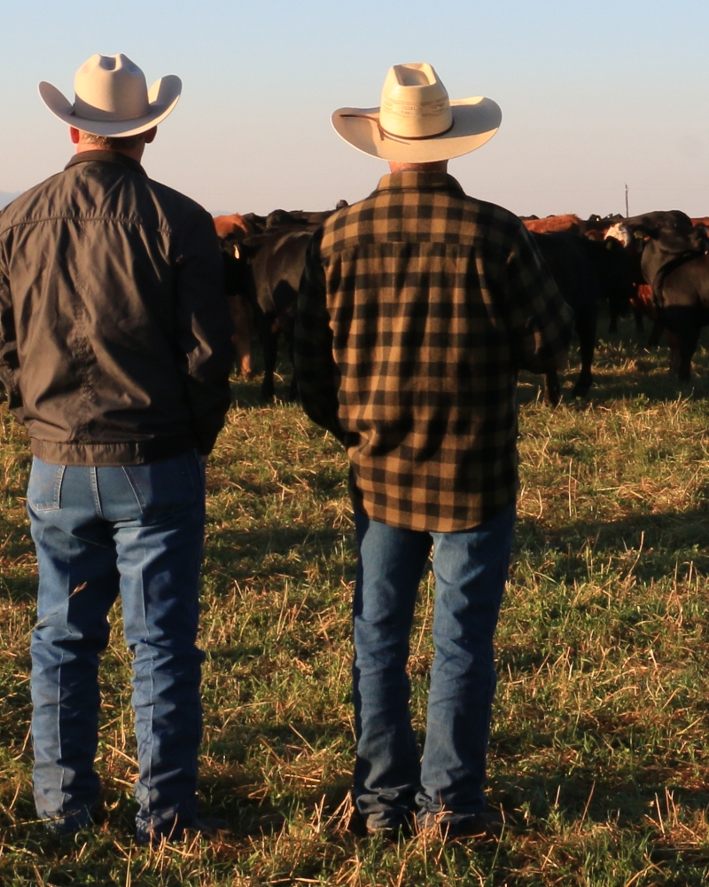 Butcher Shop Partners Two Men On Farm with Cows
