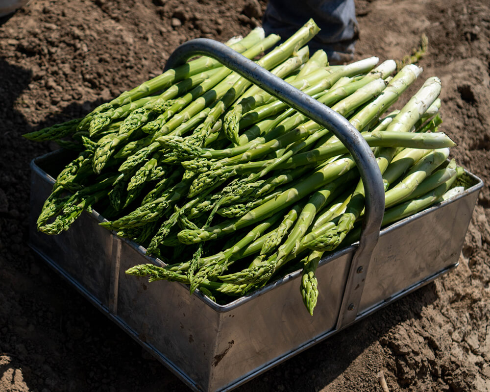 asparagus in a metal basket sitting in a dirt field