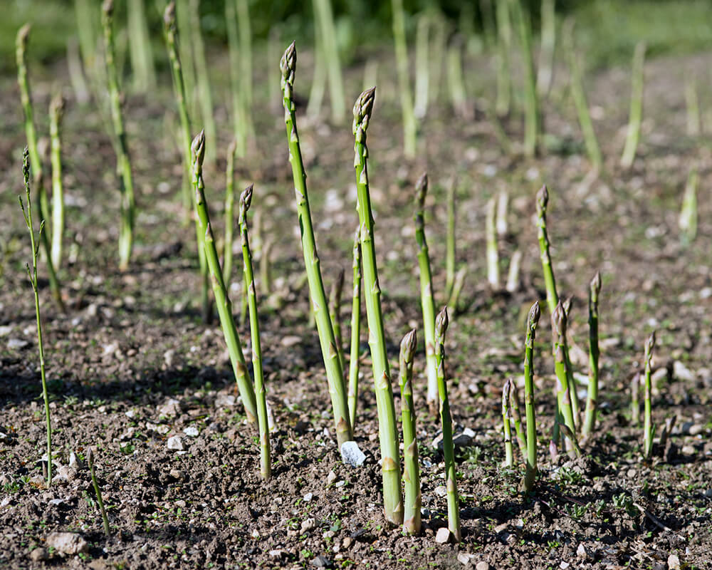 field of asparagus stalks growing out of the ground