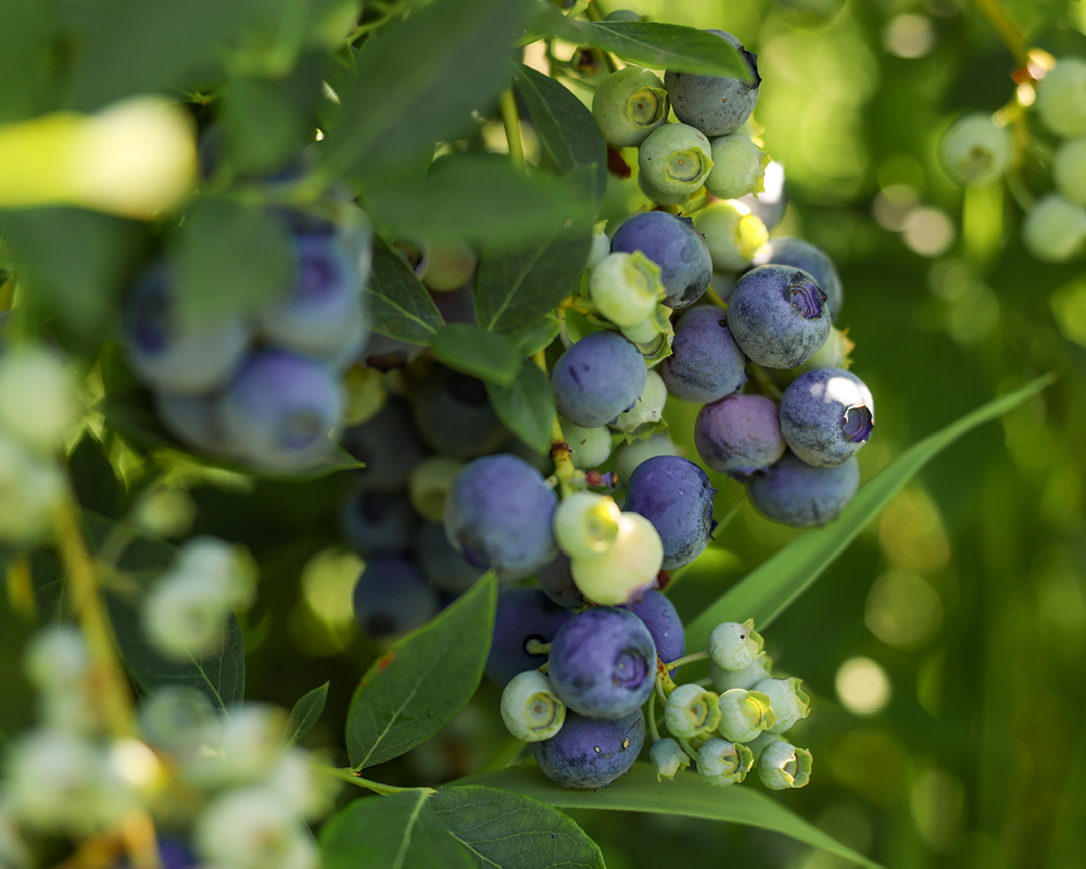 Close up of blueberry cluster on a shrub