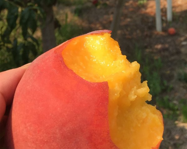 a peach with several bites taken