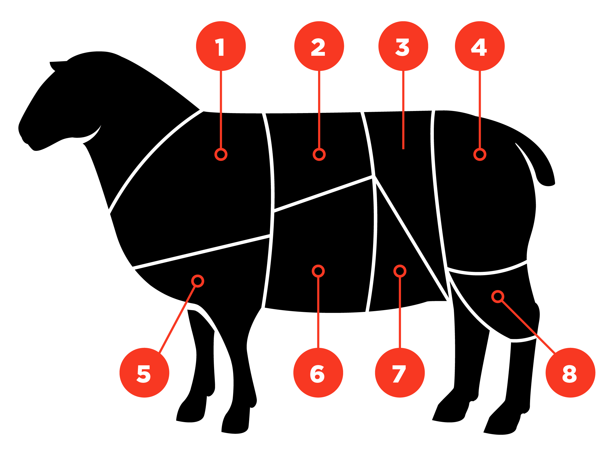 Lamb 101 All Cuts Numbered 1 Through 8
