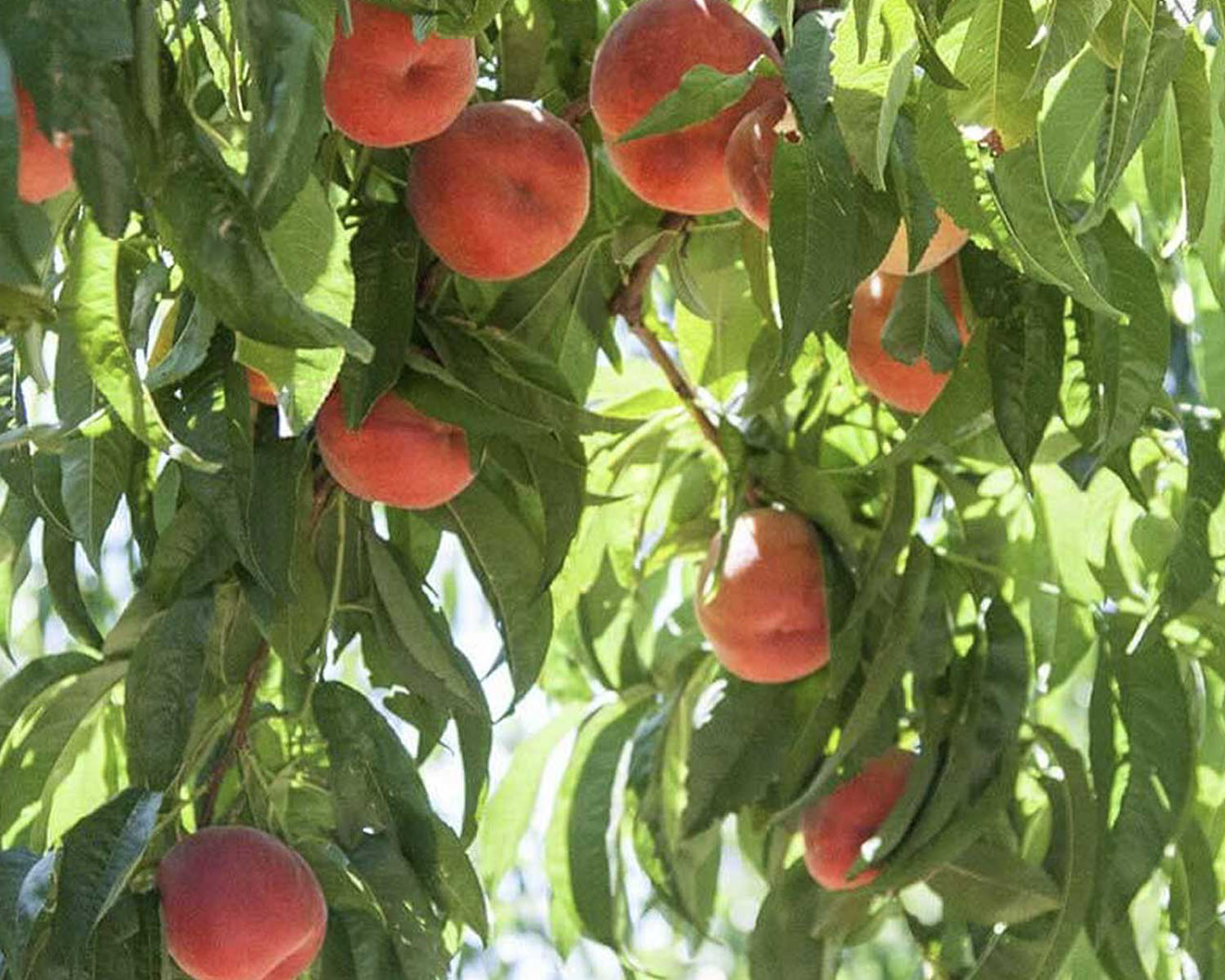 Peaches on a tree