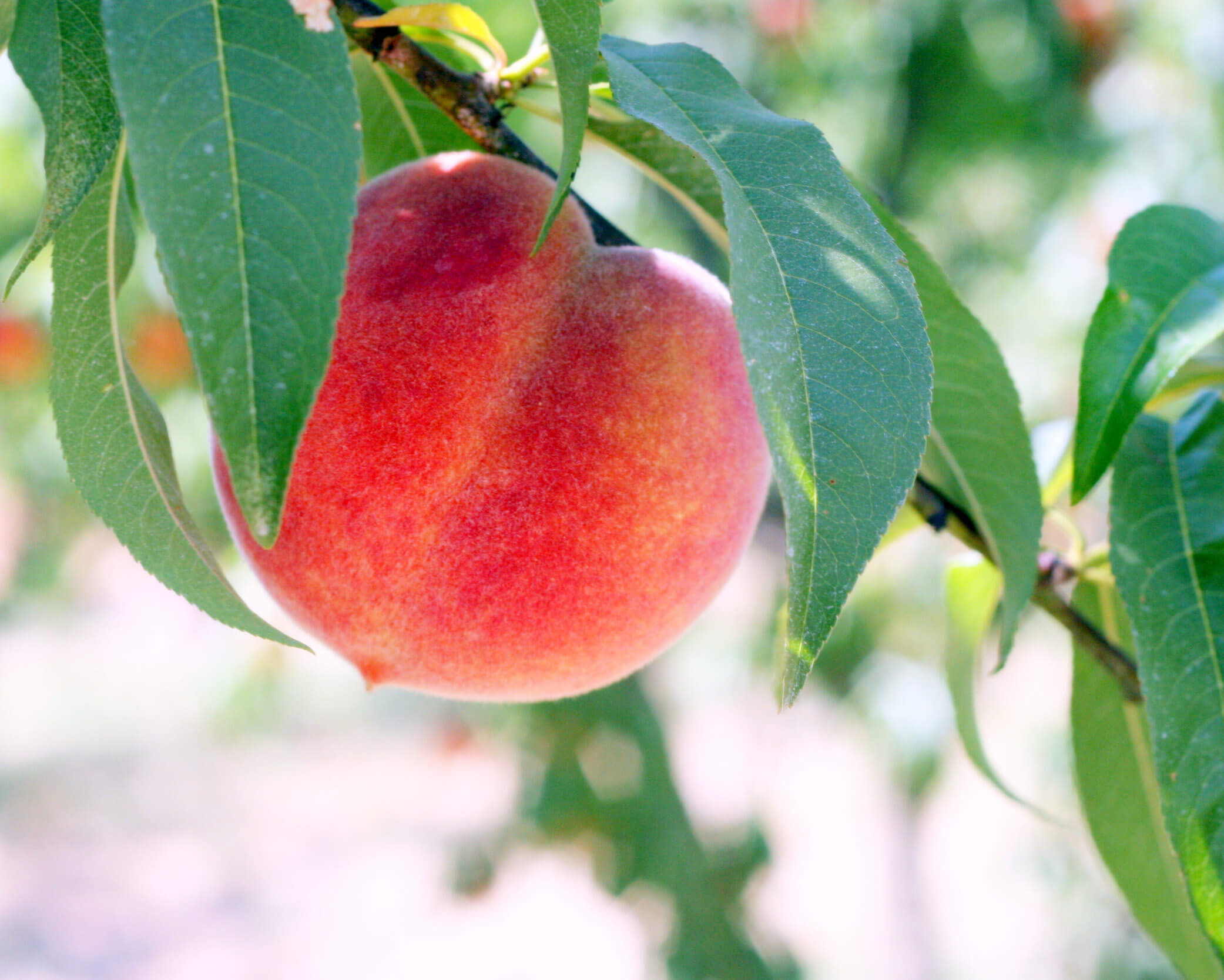 Peach on tree